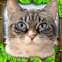 StrayCatSim