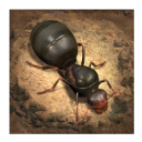 The Ants