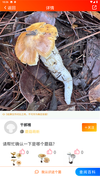 菌窝子