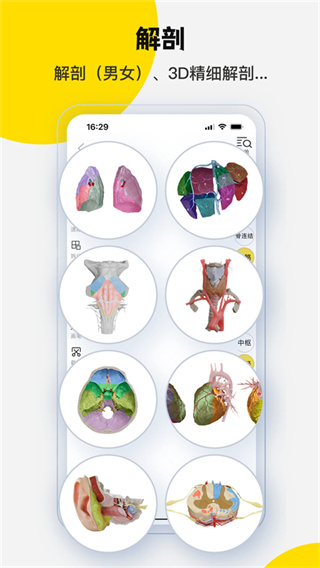 3DBody解剖截图4