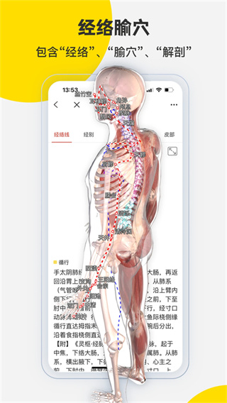 3DBody解剖截图2