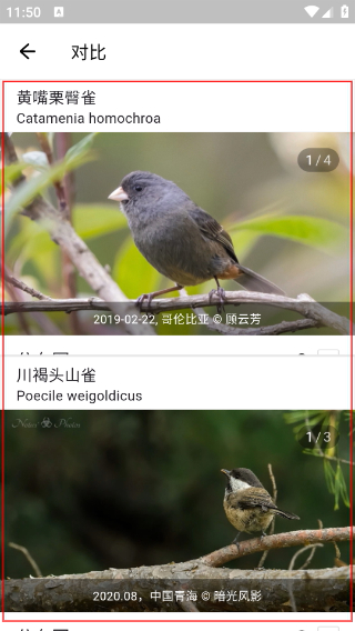 懂鸟全球鸟类识别