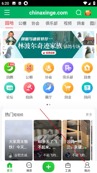 中国信鸽信息网