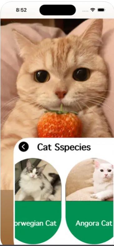 爱猫物语宠物店app中文版截图2