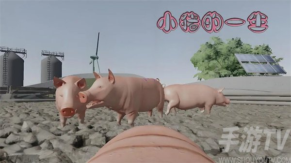 小猪的一生