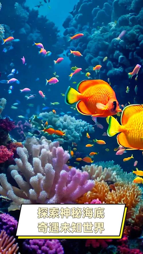 海底生物连连看,探索神秘海洋世界的乐趣