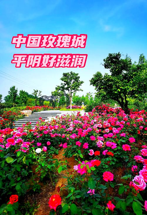 玫瑰小镇攻略,探索浪漫与自然的完美融合