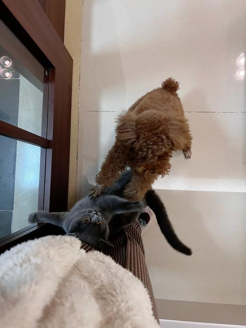 猫狗大战,一场虚拟与现实的较量