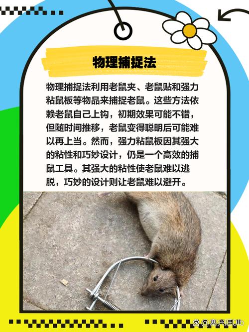 防止小老鼠骚扰,科学诱杀策略详解