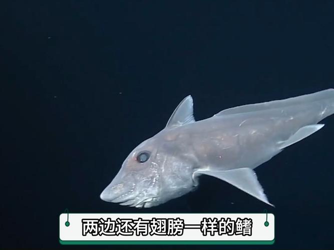 深海恶灵,神秘海洋中的幽灵生物