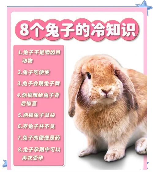 深入探索,炸开你的想象力—炸弹兔子背后的秘密与魅力