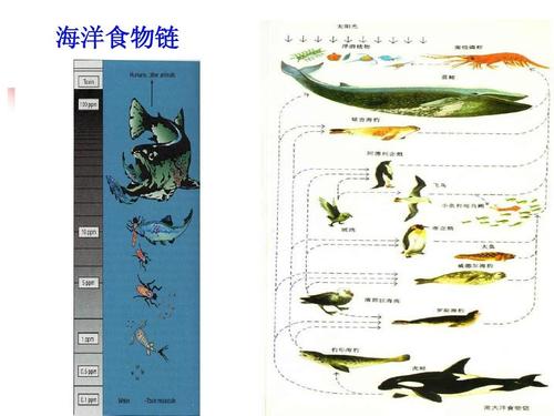 大鱼吃小鱼进化版，探索生态链中的食物链变迁与适应性演化