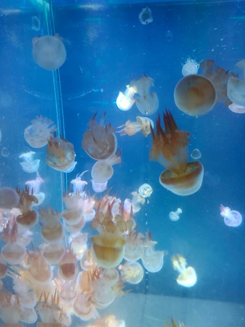 怪怪水族馆攻略,探索海洋世界的奇妙之旅
