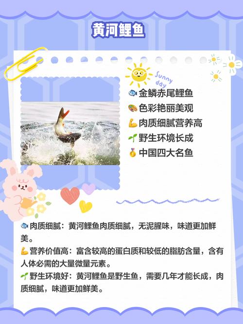 美食宝典，揭秘美味宝贝鲤背后的故事与烹饪技巧