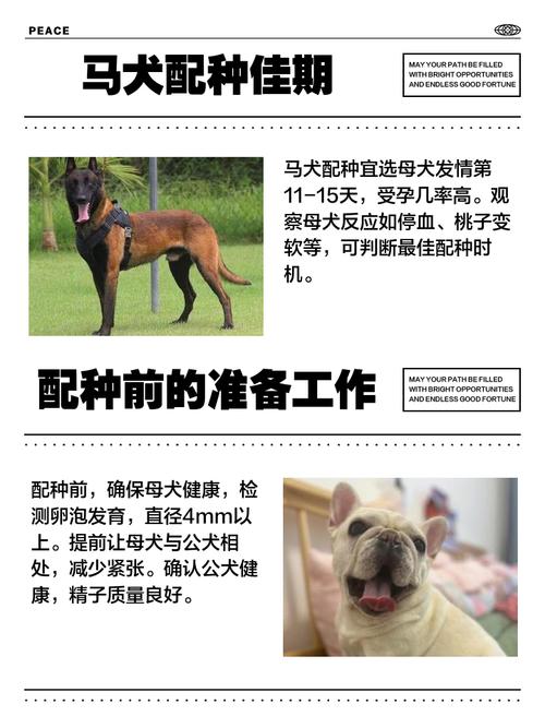 音速犬配招,打造卓越团队的关键策略