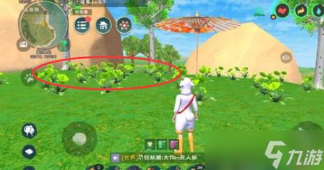 花园里的绿色魔法，植物OL的魅力与生活妙用