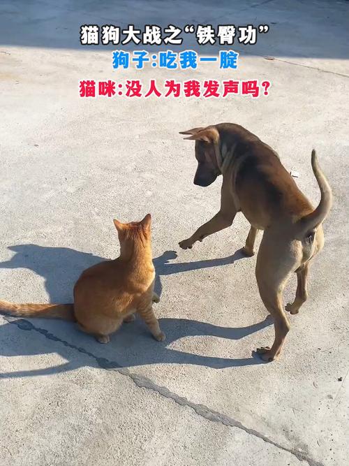 猫狗大战，一场宠物界的激情对决