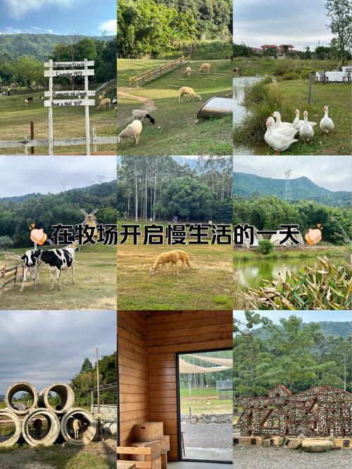 探索牧场生活，奶牛游戏的魅力与玩法
